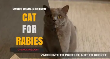 Should Indoor Cats Get Rabies Vaccines? Essential Pet Health Advice