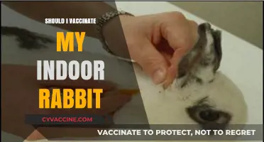 Protecting Your Indoor Bunny: The Importance of Rabbit Vaccinations