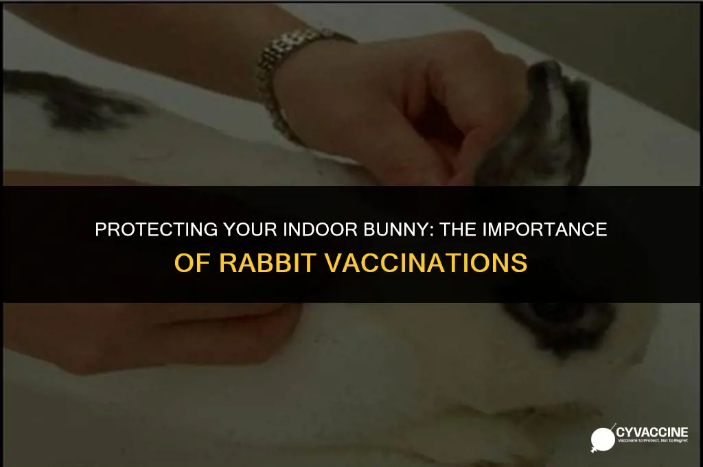 should i vaccinate my indoor rabbit