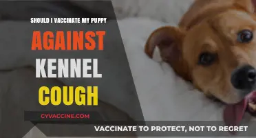 Should You Vaccinate Your Puppy Against Kennel Cough? Key Insights