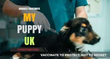 Protecting Your Puppy: The Importance of Vaccination in the UK
