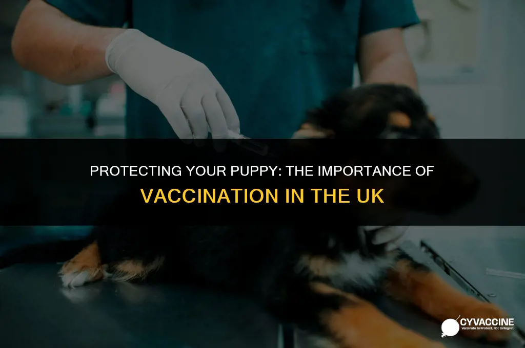 should i vaccinate my puppy uk