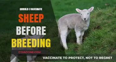 Pre-Breeding Vaccination: Essential Health Measures for Sheep