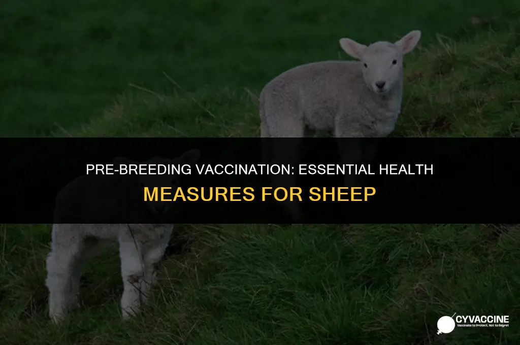 should i vaccinate sheep before breeding