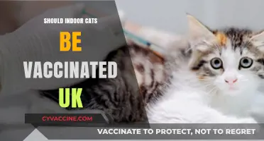 Feline Health Debate: Vaccinating Indoor Cats in the UK