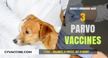Protecting Your Labrador: The Debate on Parvo Vaccine Dosage