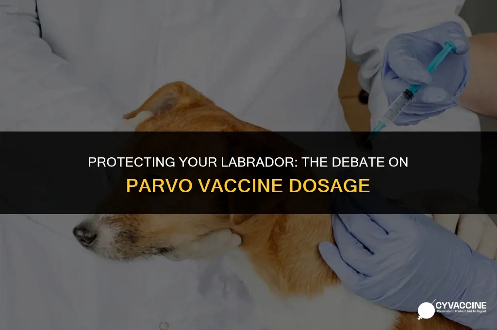 should labradors have 3 parvo vaccines