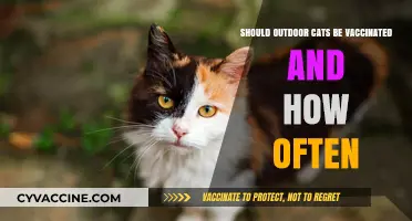 Outdoor Cats: Vaccination Necessity and Frequency Explained