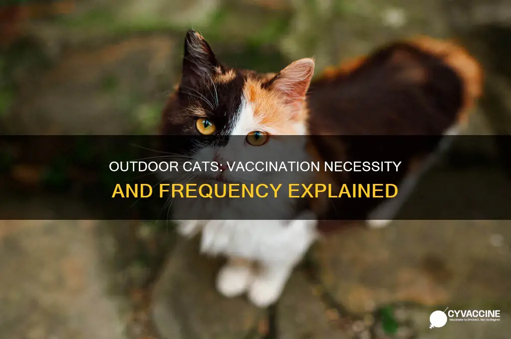 should outdoor cats be vaccinated and how often