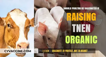 Organic Poultry Farming: Should Vaccinations Be Part of the Equation?