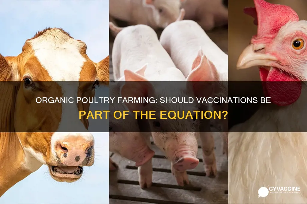 should poultrh be vaccinated if raising tnen organic