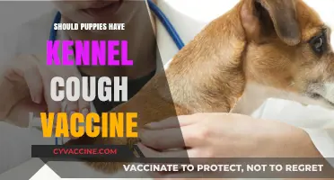 Protecting Your Puppy: The Importance of Kennel Cough Vaccination