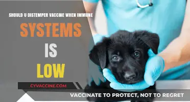 Distemper Vaccine and Weak Immunity: Risks, Benefits, and Expert Advice