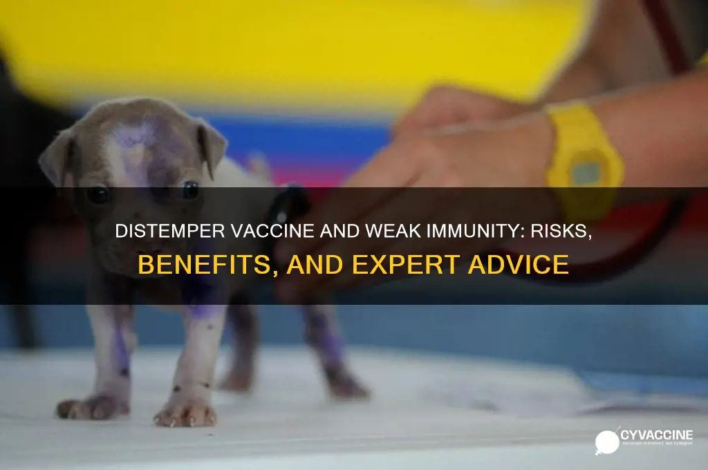 should u distemper vaccine when immune systems is low
