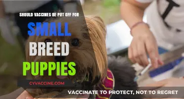 Small Breed Puppies: Should Vaccines Be Delayed for Their Safety?