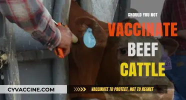 The Controversy Surrounding Beef Cattle Vaccination: A Closer Look