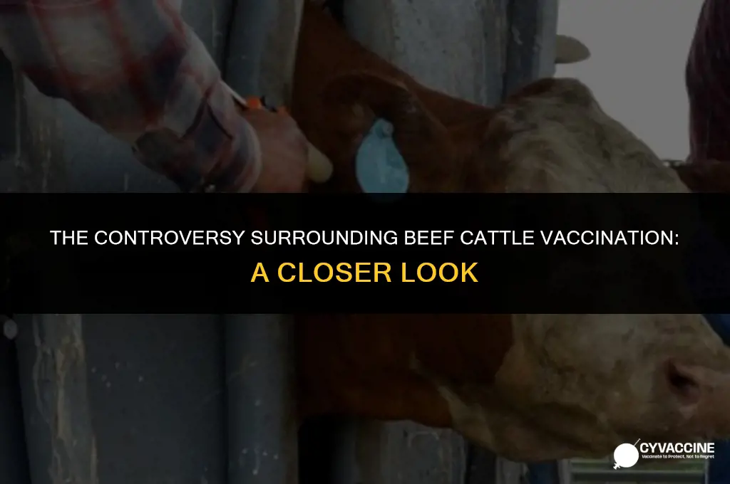 should you not vaccinate beef cattle