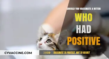 Should You Vaccinate a Positive-Tested Kitten? Expert Advice