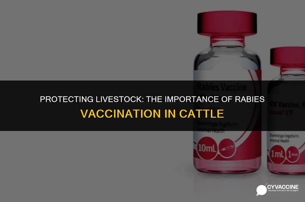 should you vaccinate cattle against rabies