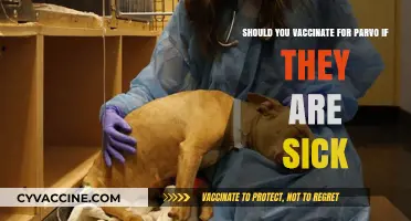 Should You Vaccinate a Sick Dog for Parvo? Key Considerations