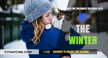 Winter Cat Care: Vaccinating Outdoor Felines for Health and Safety