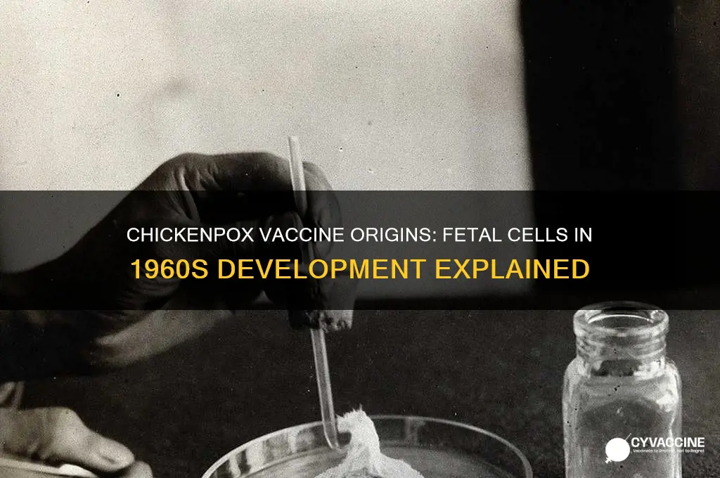 was chickenpox vaccine made from fetal cells in 1960