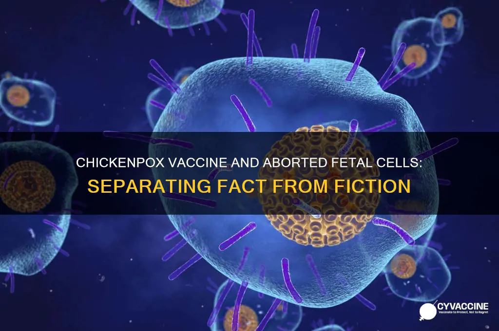 was the chickenpox vaccine made from aborted fetuses