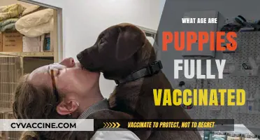 When Are Puppies Fully Vaccinated? A Complete Age Guide