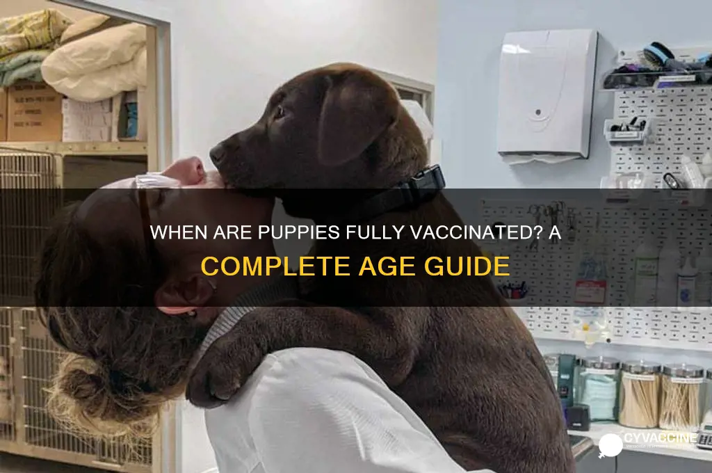 what age are puppies fully vaccinated