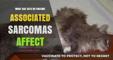 Understanding Vaccine-Associated Sarcomas in Cats: Age Risks Explained