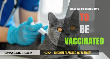 When to Vaccinate Kittens: Essential Age Guide for Cat Owners