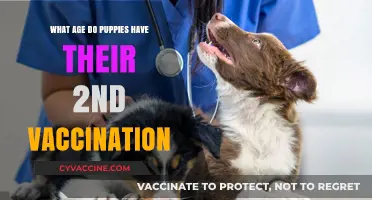 When Should Puppies Get Their Second Vaccination: A Guide