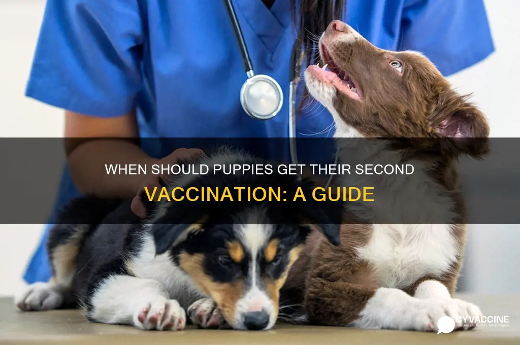 what age do puppies have their 2nd vaccination