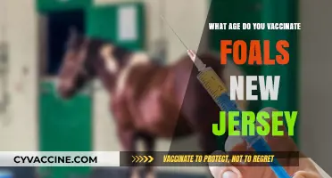 Foal Vaccination Schedule in New Jersey: Essential Age Guidelines