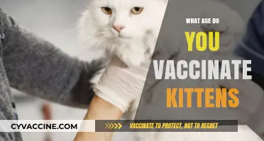 When to Vaccinate Kittens: A Complete Guide for Cat Owners