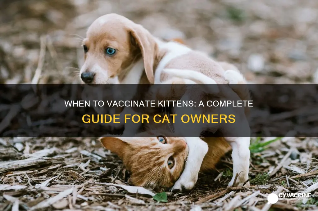 what age do you vaccinate kittens