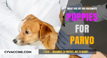 When to Vaccinate Puppies Against Parvo: A Complete Age Guide