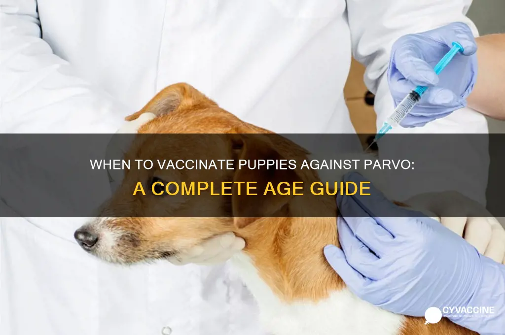 what age do you vaccinate puppies for parvo