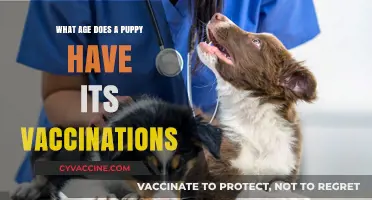 When Should Puppies Get Vaccinated? A Complete Age Guide