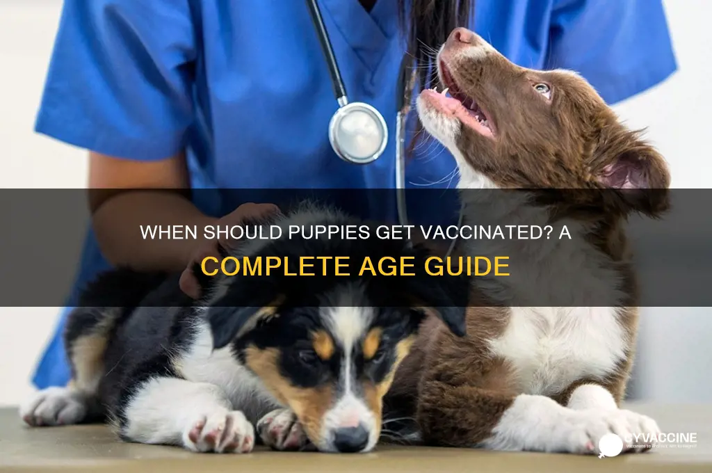 what age does a puppy have its vaccinations