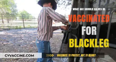 Optimal Calf Vaccination Age for Blackleg Prevention: Expert Guidelines