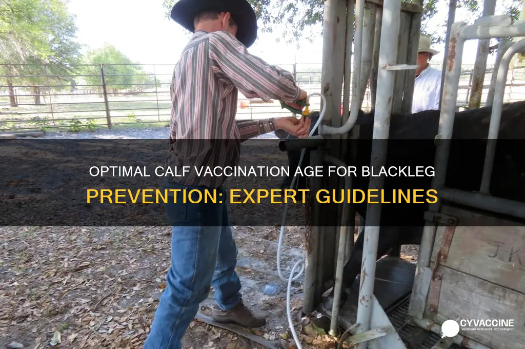 what age should calves be vaccinated for blackleg