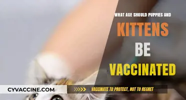 Optimal Vaccination Age for Puppies and Kittens: A Complete Guide