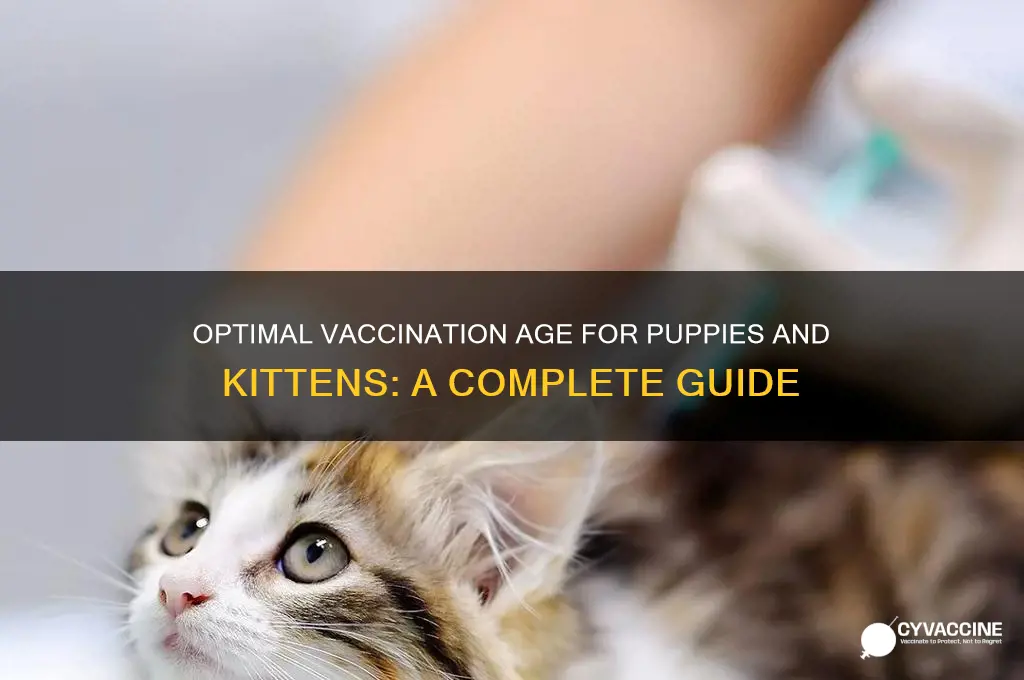 what age should puppies and kittens be vaccinated