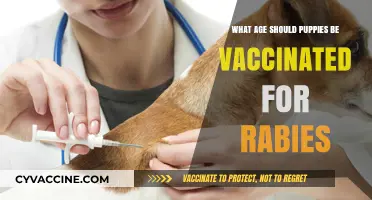 When to Vaccinate Puppies Against Rabies: Essential Age Guidelines