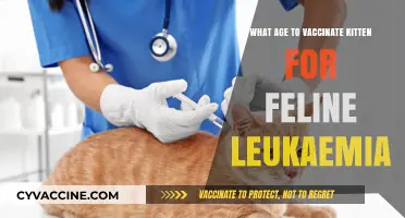 When to Vaccinate Your Kitten Against Feline Leukaemia: A Guide