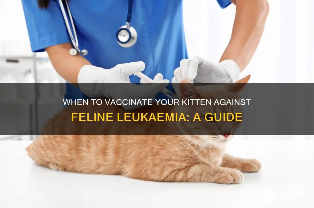 what age to vaccinate kitten for feline leukaemia
