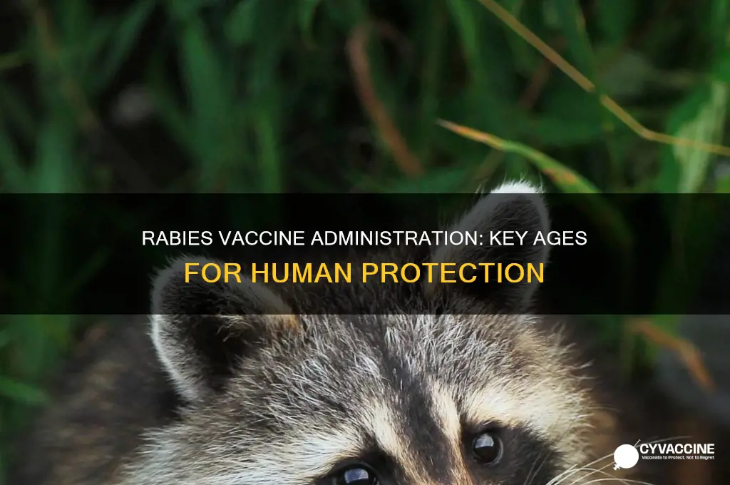 what ages are rabies vaccine administered in humans