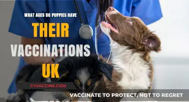 UK Puppy Vaccination Schedule: Essential Ages for Your Pup's Shots