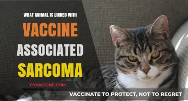 The Feline Link: Vaccine-Associated Sarcoma Explained